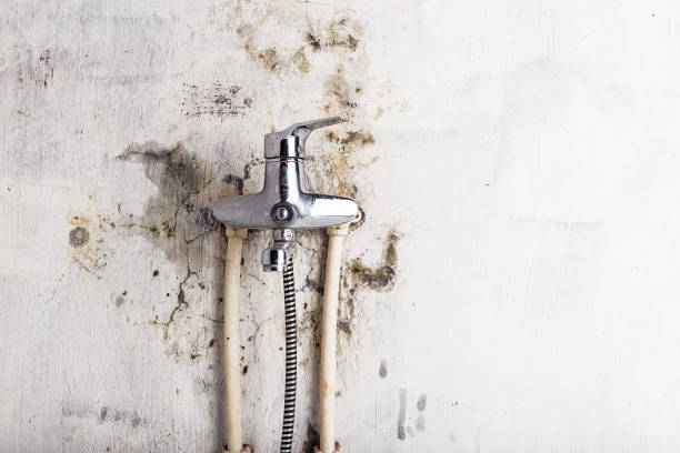 Best Fast Mold Removal  in Jackson, LA