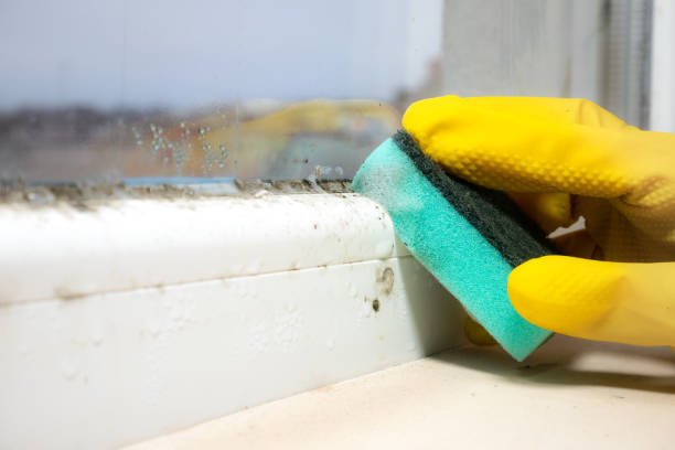 Jackson, LA Mold Removal Company