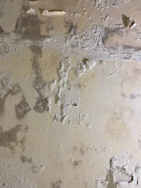 Best Mold Remediation  in Jackson, LA