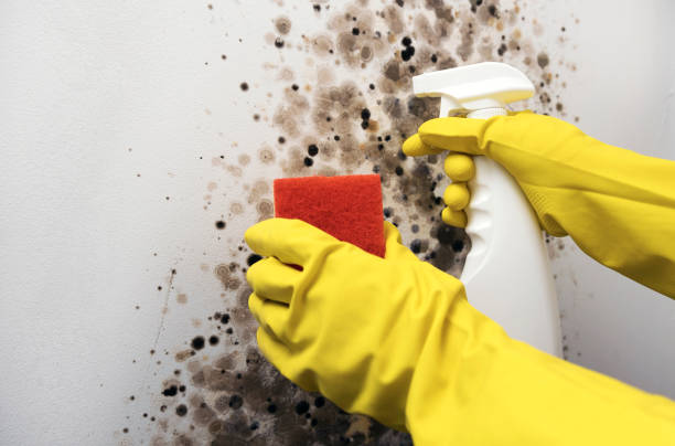 Best Home Mold Removal  in Jackson, LA