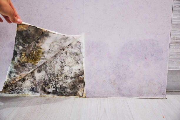 Best Affordable Mold Removal  in Jackson, LA
